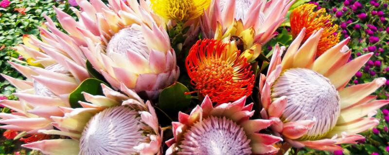 帝王花怎么养 帝王花怎么养能开花