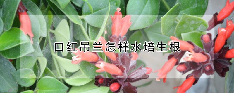 口红吊兰怎样水培生根（口红吊兰的繁殖方法可以水生根吗）