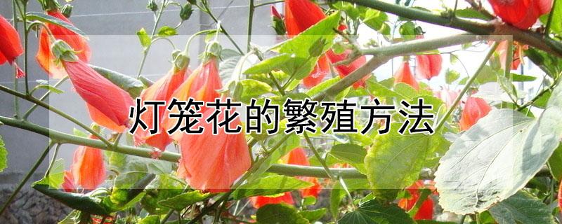 灯笼花的繁殖方法（灯笼花的繁殖方法和注意事项）
