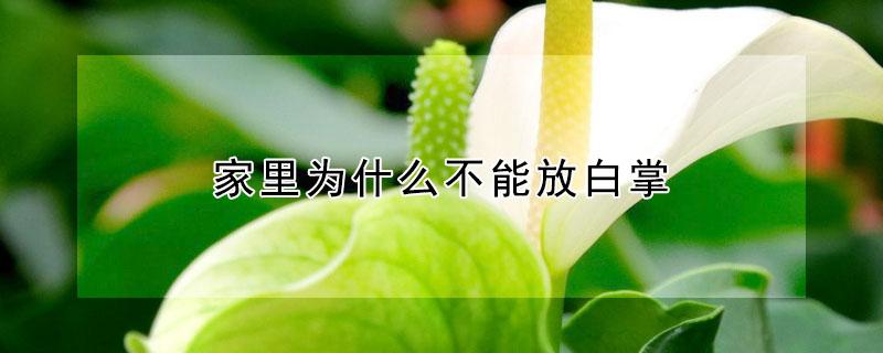 家里为什么不能放白掌 家里能放白掌吗