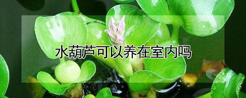 水葫芦可以养在室内吗（水葫芦能养在室内吗）
