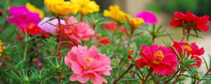 太阳花花谢后怎么处理 太阳花凋谢后怎样处理