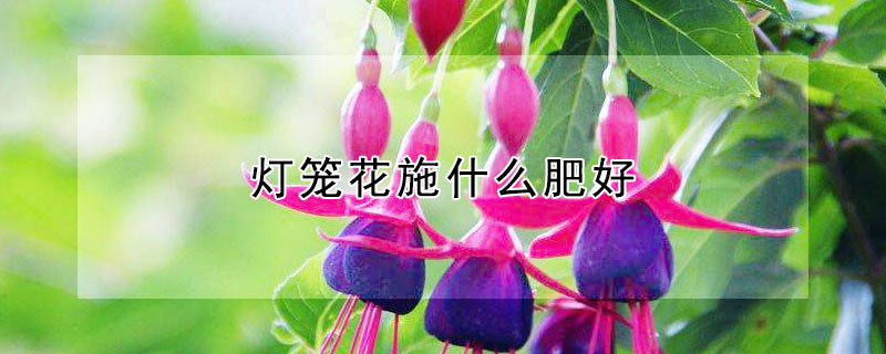 灯笼花施什么肥好（灯笼花施肥该注意些什么）