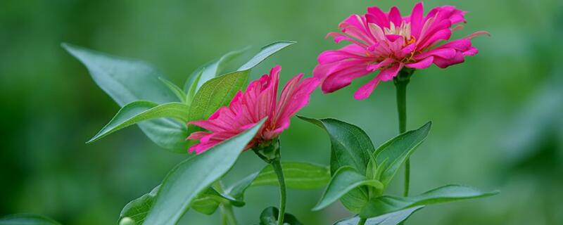 百日草盆栽技巧 百日草花种植方法