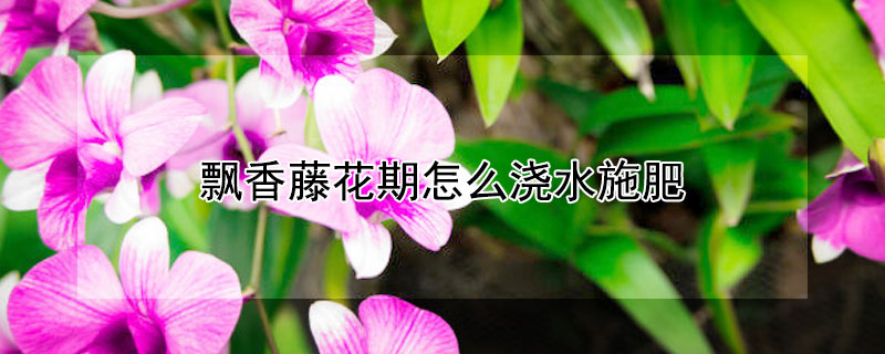 飘香藤花期怎么浇水施肥（飘香藤开花期间怎么施肥?施什么肥?）