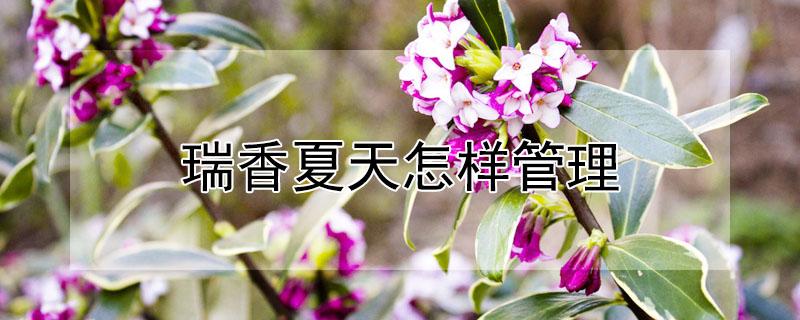 瑞香夏天怎样管理（瑞香花夏天怎么管理）