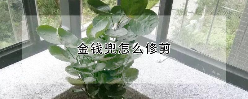 金钱兜怎么修剪（金钱兜怎样修剪）