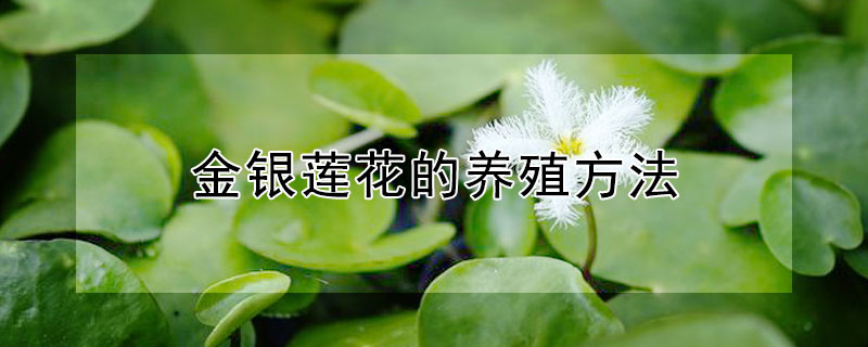 金银莲花的养殖方法(银莲花的种植方法)