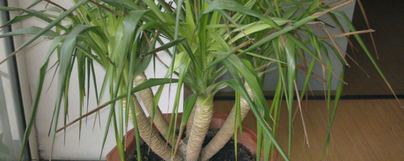 龙血树怎么分成多头 龙血树分多头有几个方法