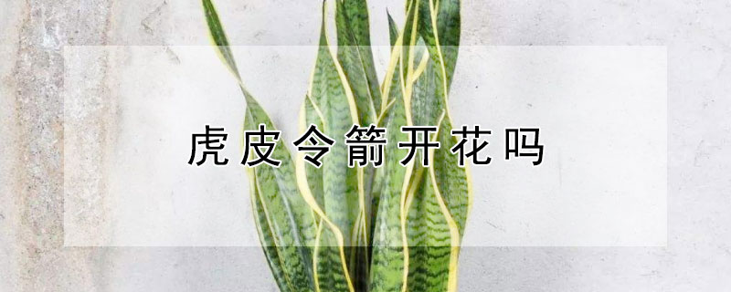 虎皮令箭开花吗 金边虎皮令箭开花吗