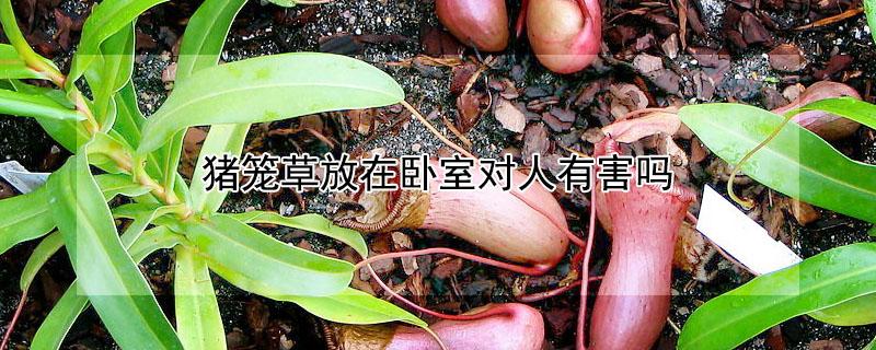 猪笼草放在卧室对人有害吗(猪笼草能放在卧室吗)