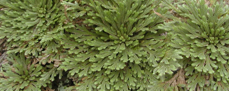 伏地卷柏家里怎么种植 旱生卷柏的养殖方法