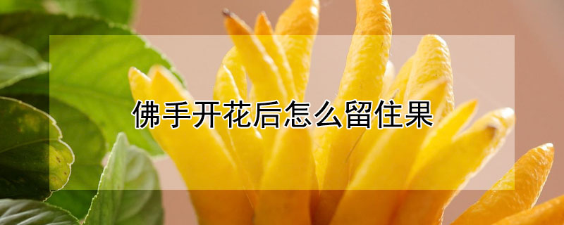 佛手开花后怎么留住果 佛手开花后怎么处理