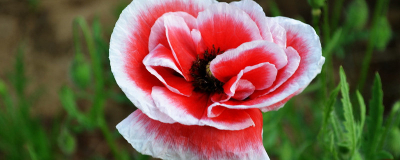 虞美人可以盆栽吗 虞美人用什么盆种植