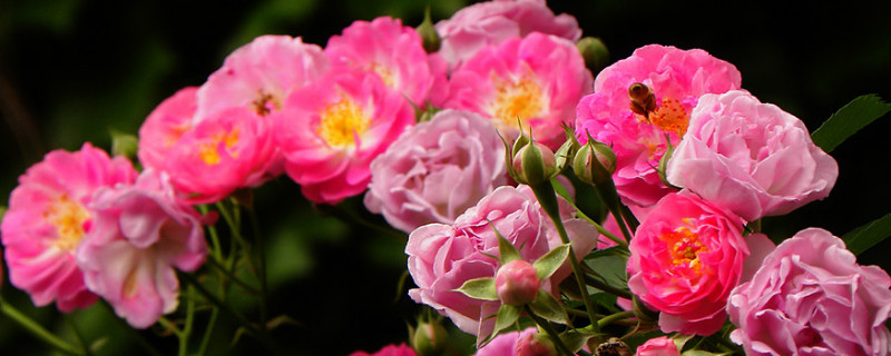 龙沙宝石在阳台怎么种（龙沙宝石为什么阳台难养）