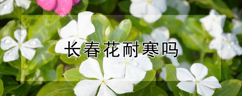 长春花耐寒吗 长春花耐寒最低温度