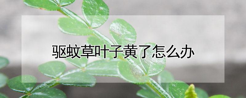 驱蚊草叶子黄了怎么办(驱蚊草叶子发黄了怎么办)