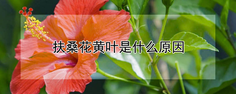 扶桑花黄叶是什么原因 造成扶桑花黄叶,有几种原因?