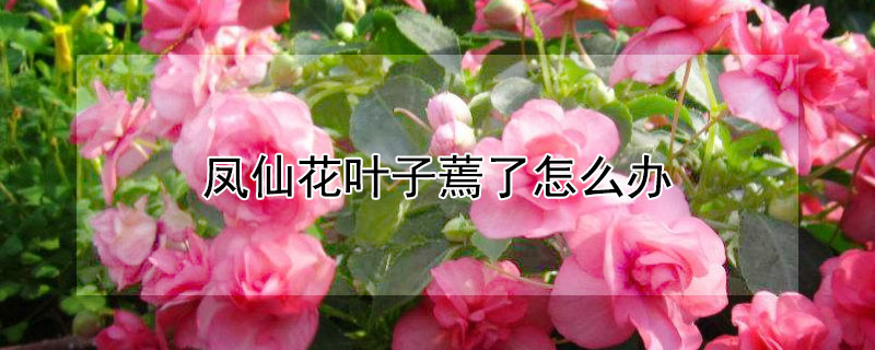 凤仙花叶子蔫了怎么办 凤仙花枯叶子怎么回事?