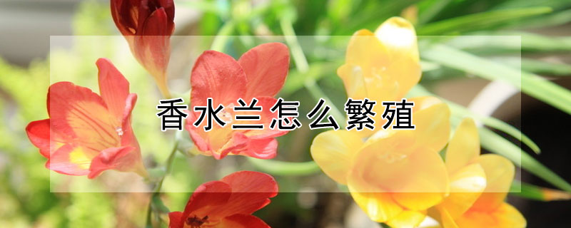 香水兰怎么繁殖（香水兰花养殖方法）