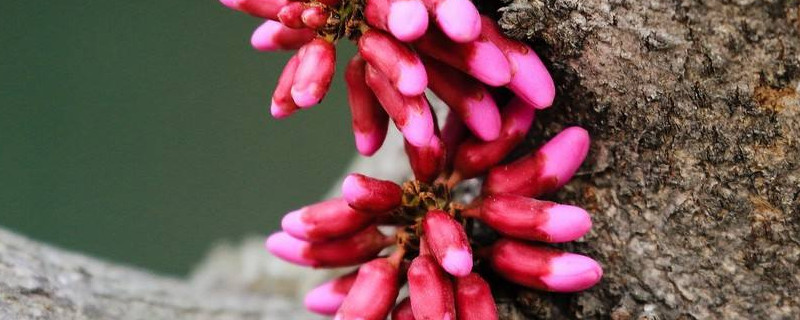 怎么修剪紫荆花树（紫荆花如何剪枝）