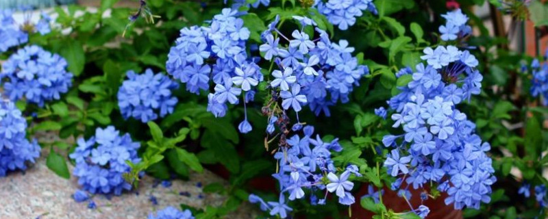 蓝雪花叶子枯了怎么回事（蓝雪花出现枯叶）