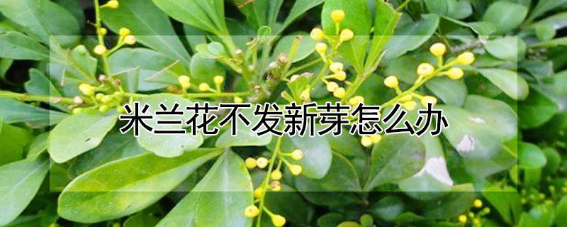 米兰花不发新芽怎么办（米兰花修剪后半年都不发芽怎么办）