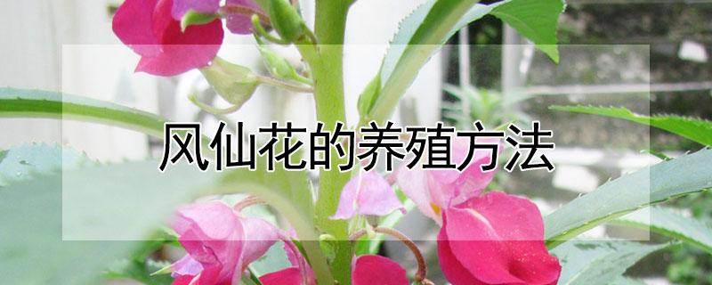 风仙花的养殖方法（风仙花的养殖方法水培）