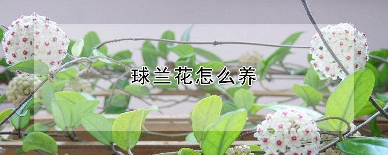 球兰花怎么养（球兰花怎么养?什么时候能开花）