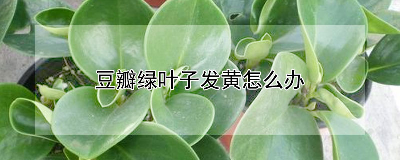 豆瓣绿叶子发黄怎么办（豆瓣绿叶片发黄咋治理）