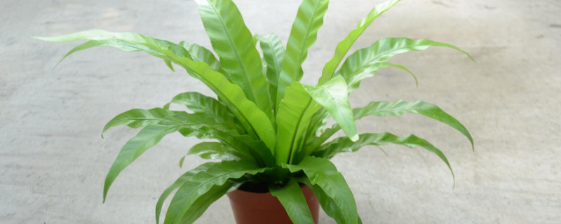 鸟巢蕨烂根如何再生 鸟巢蕨叶子干枯怎么救