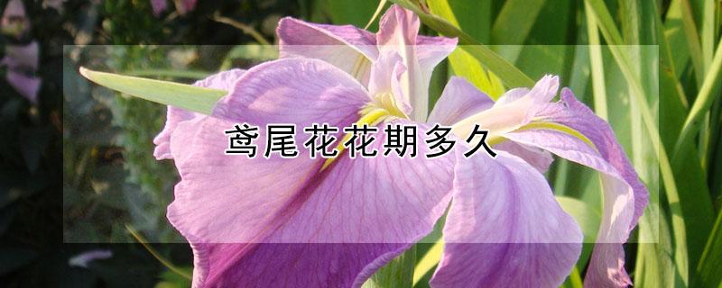 鸢尾花花期多久 鸢尾花多久开花