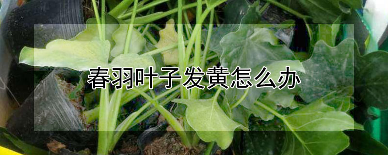 春羽叶子发黄怎么办（春羽黄叶了怎么办）