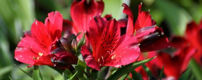 六出花花后的养护（盆栽六出花的养殖方法和注意）