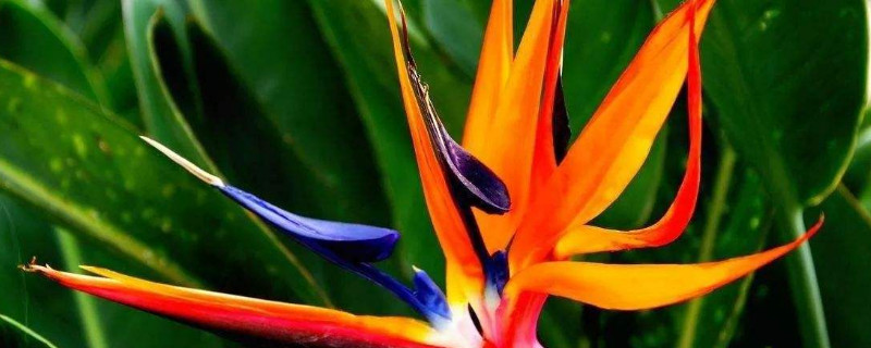 鹤望兰叶子蚧壳虫怎样治 危害鹤望兰叶片的主要害虫是