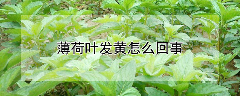 薄荷叶发黄怎么回事（薄荷叶怎么会发黄）