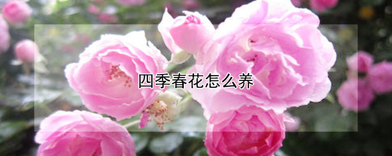 四季春花怎么养 四季春花怎么养啊