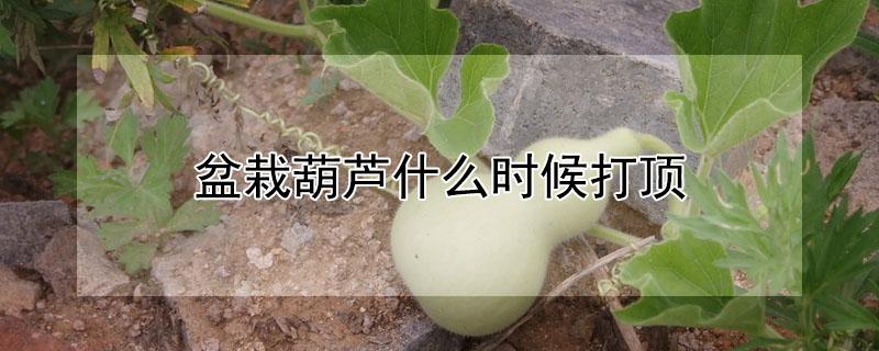 盆栽葫芦什么时候打顶（盆栽小葫芦什么时候打顶）