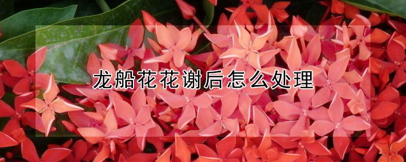 龙船花花谢后怎么处理（龙船花花谢后怎么处理第二次开花）