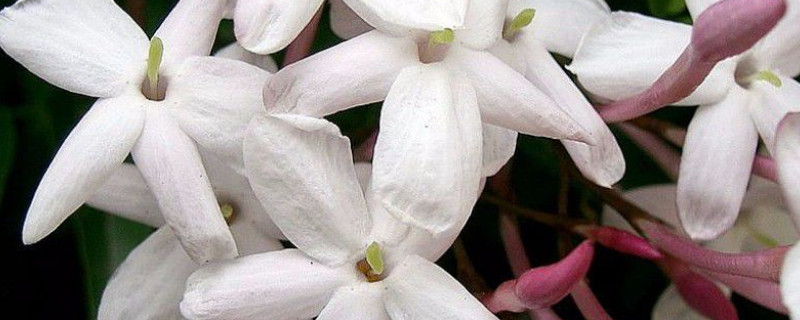 地栽多花素馨怎么过冬 多花素馨种植方法