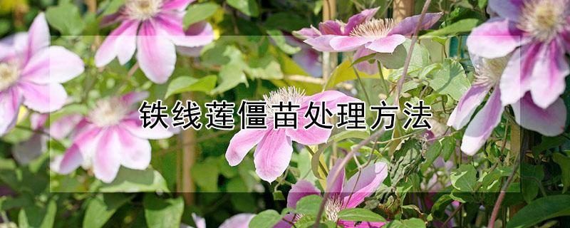 铁线莲僵苗处理方法(铁线莲僵苗期注意什么)