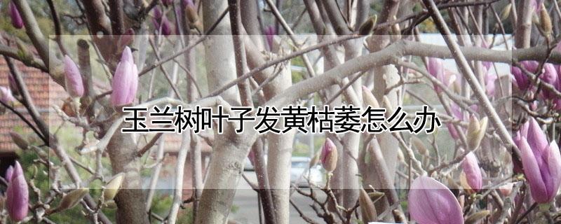 玉兰树叶子发黄枯萎怎么办 玉兰树的叶子为什么枯黄