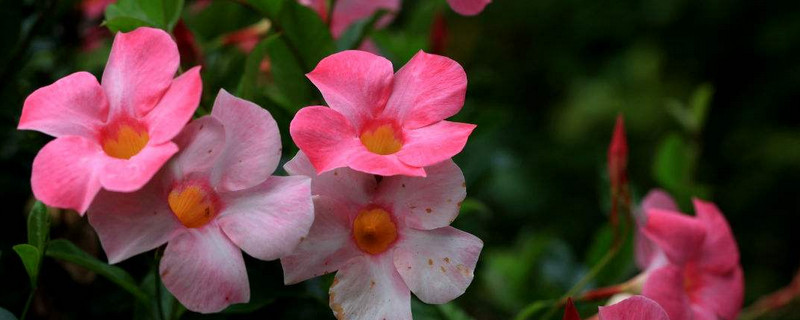 飘香滕怎么养殖和管理 香飘滕的种植