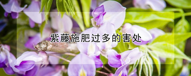 紫藤施肥过多的害处（紫藤施什么肥才开花）