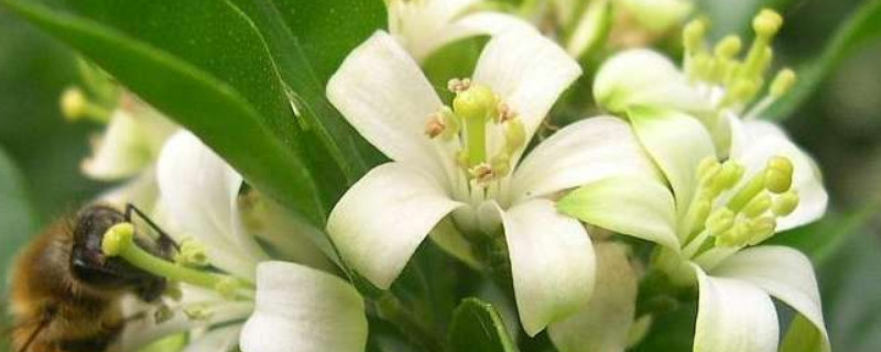 十里香花怎么养(十里香花怎么养殖)