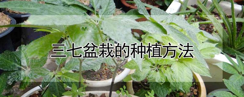 三七盆栽的种植方法 花盆三七的种植方法