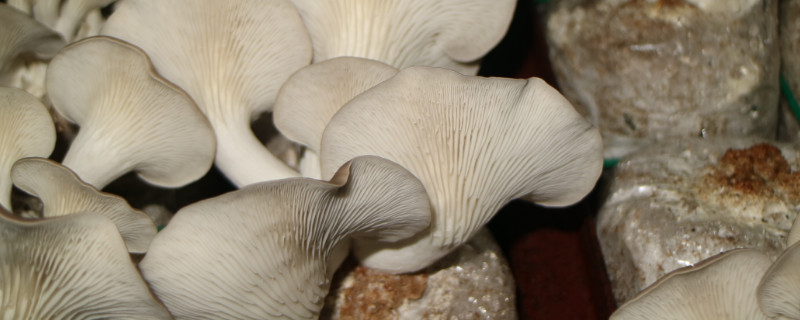 凤尾菇栽培技术（凤尾菇的栽培技术）