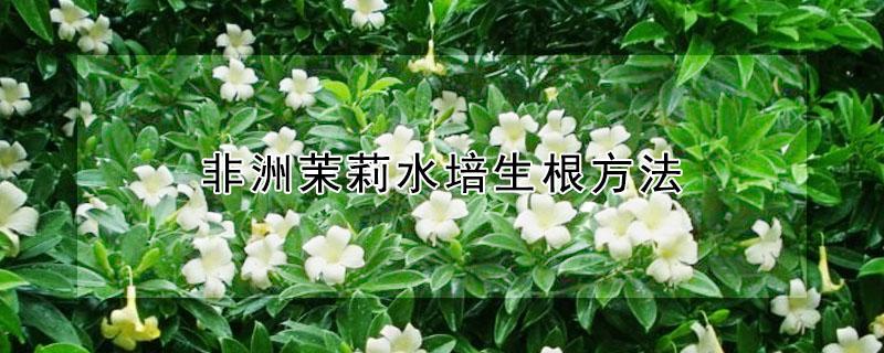 非洲茉莉水培生根方法（非洲茉莉泡水如何生根）