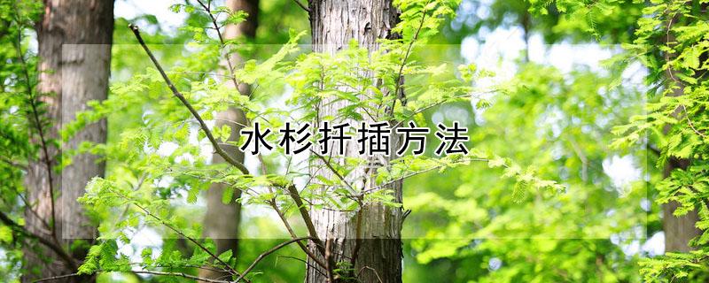 水杉扦插方法（水杉扦插育苗方法）