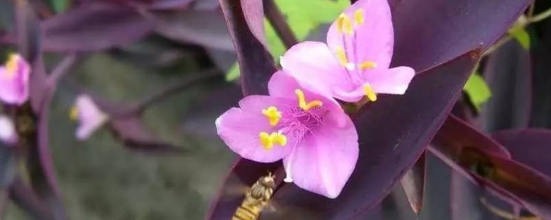紫竹梅怎么摘心（紫竹梅怎么摘心修剪视频）